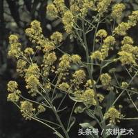 袖珍中草药彩色图谱,中草药图谱大全视频