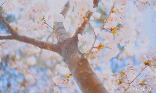 樱花季攻略完整版,樱花上海攻略