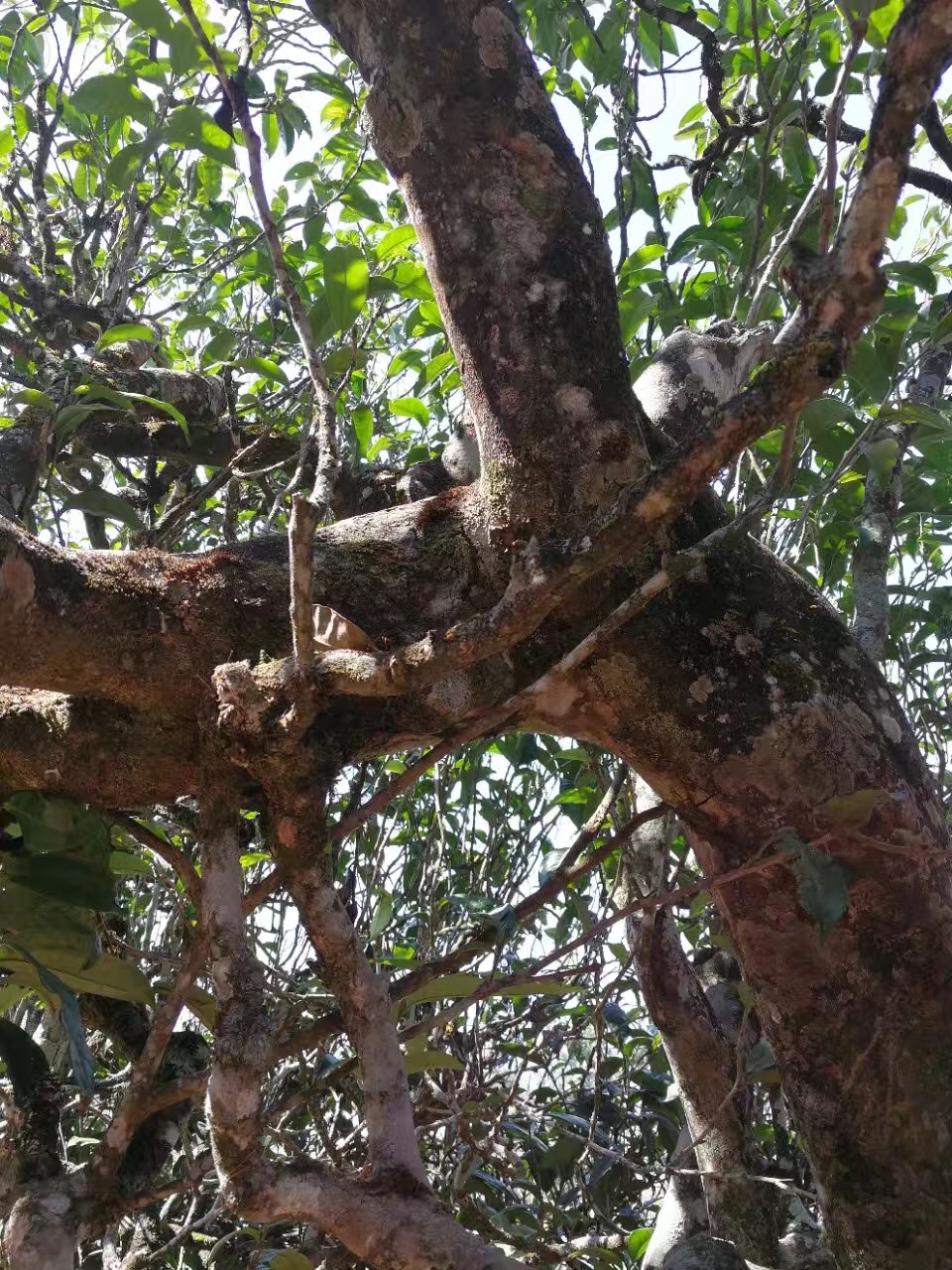 普洱茶冰岛有什么特点和口感,喝真正的冰岛普洱