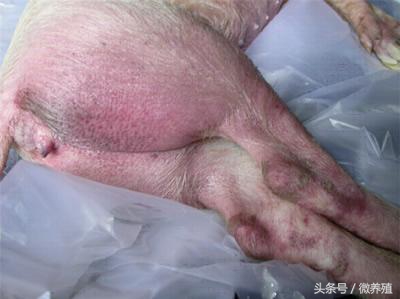 猪身发紫有哪些病怎么治,猪全身发红发紫疑似中毒怎么治