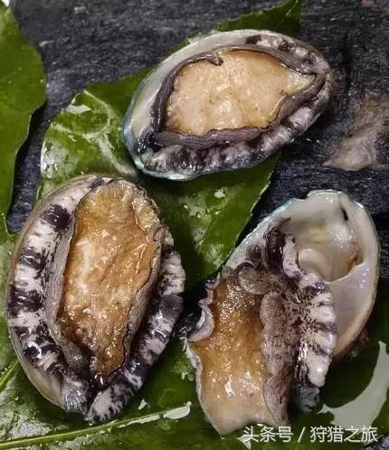 鍗楅潪鐭ュ悕鐚庝汉,鍗楅潪鐚庝汉鐙╃寧