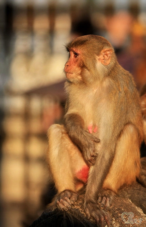 经典尼泊尔纪实旅行,西藏尼泊尔行摄