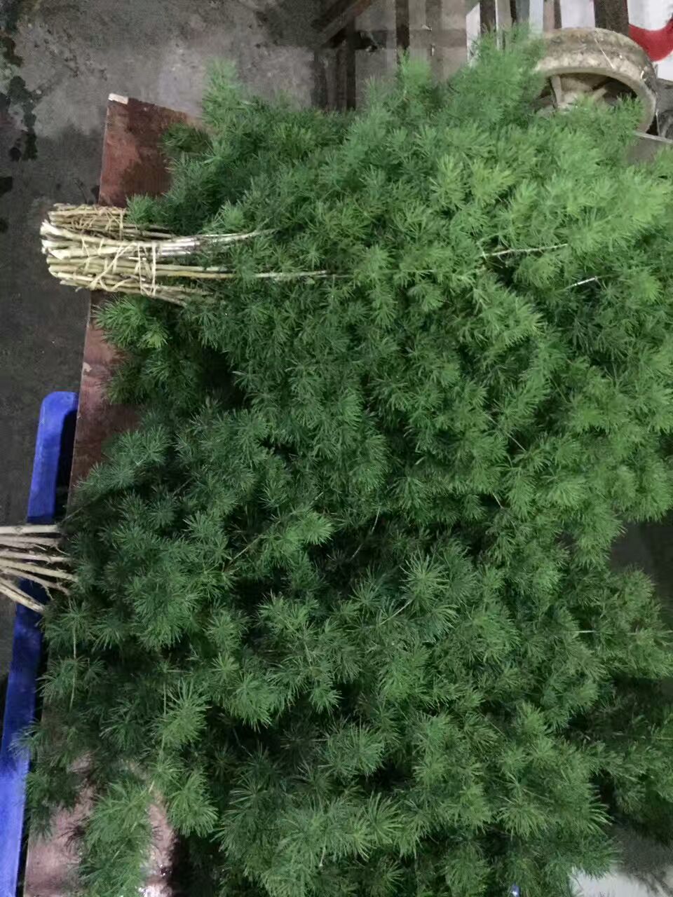 看了这些图，下次去花店你就能把花店里的花花草草叫出名字来了！