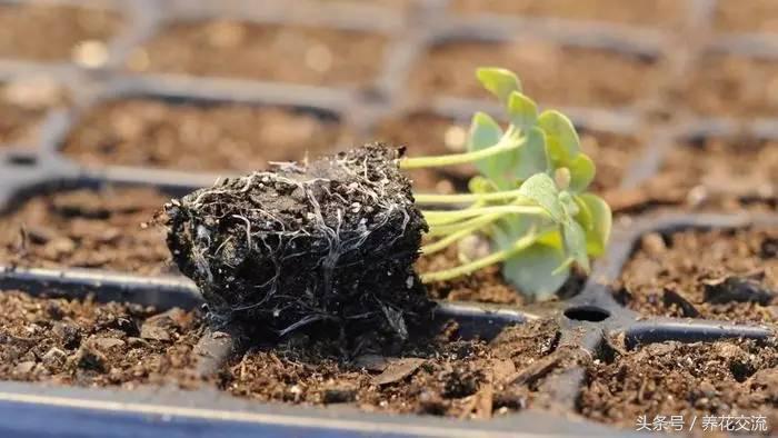 盆栽播种方法,学会这些种植小技巧你就捡到宝了