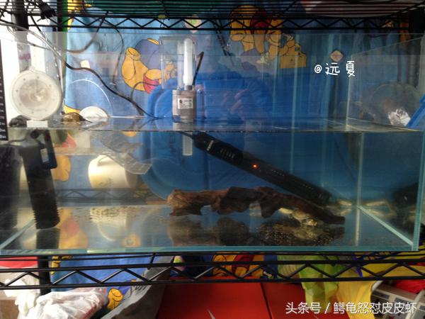 各种宠物龟饲养方法大全,宠物龟超容易养活饲养指南多图