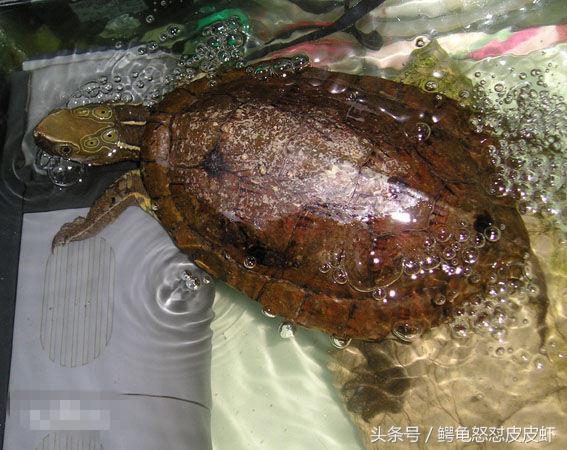 各种宠物龟饲养方法大全,宠物龟超容易养活饲养指南多图