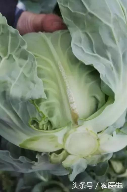 白菜被虫子咬怎么治,新种的白菜被虫咬怎么办