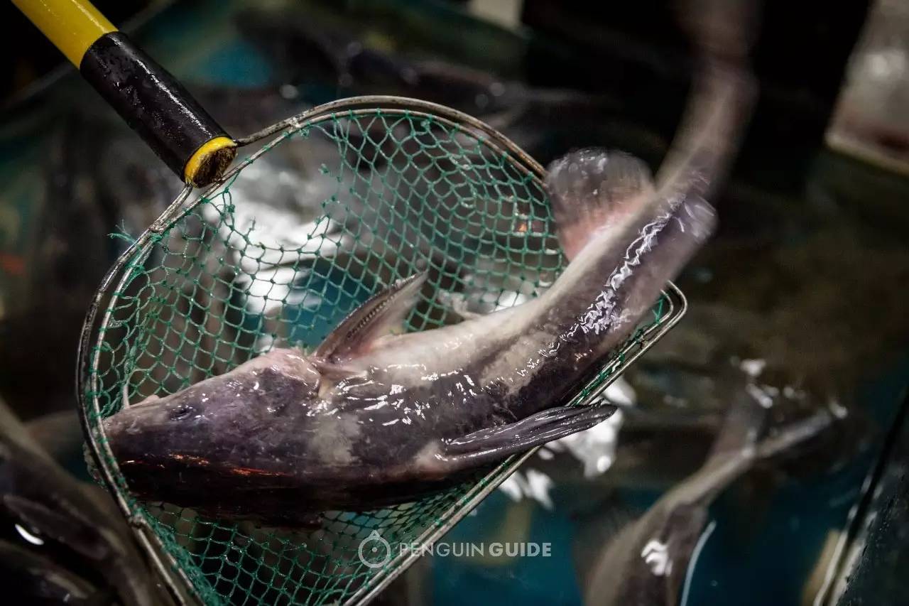 江鲜春季,春天江鲜