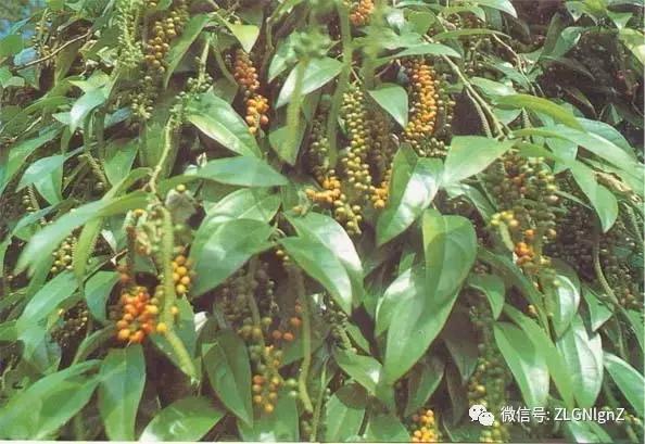 在餐桌上烹饪的菜,在餐桌上的菜