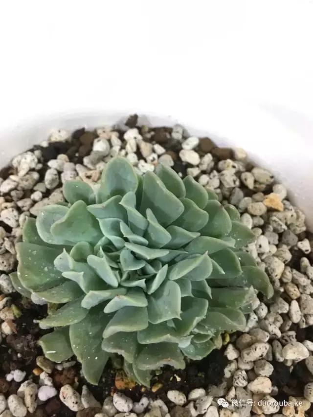 日本最好的多肉大棚,走进日本北海道