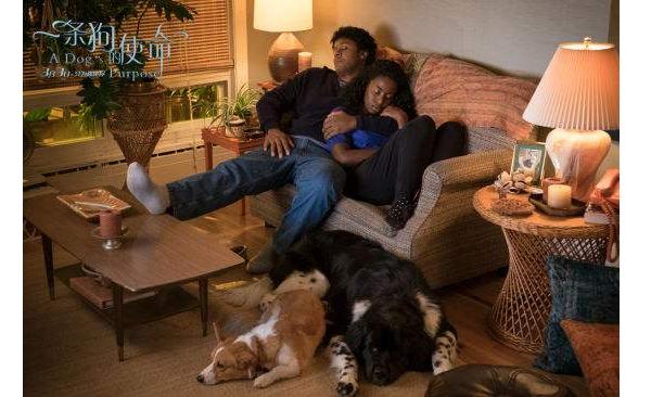 一条狗的一生感受,一条狗的使命带给你对宠物的感受