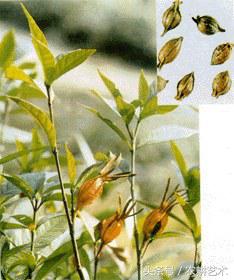 农村中草药图解大全,农村中草药图谱和作用