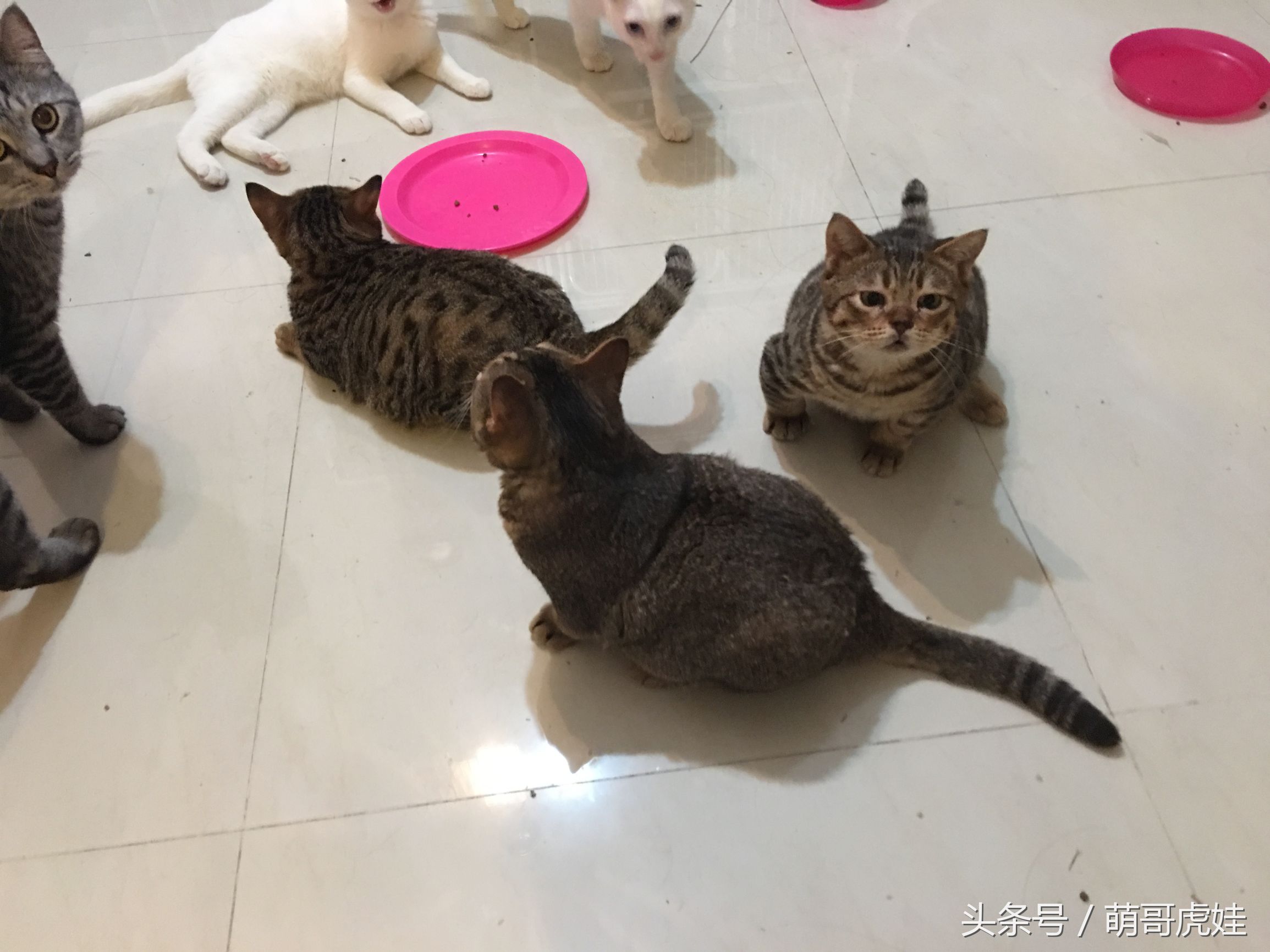 被铲屎官惊到的喵星人,喵星人在铲屎官吃饭的时候捣乱