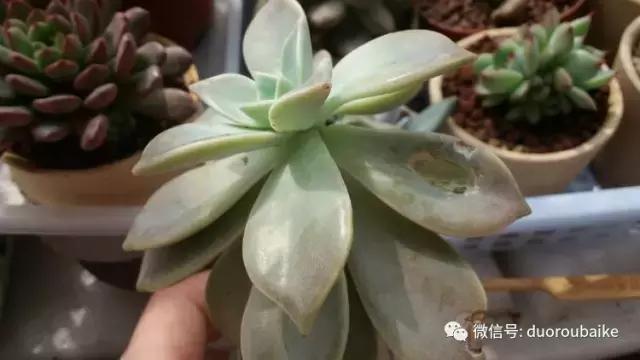 小心！这些坏蛋会吃多肉哦！