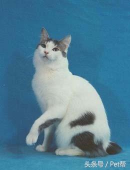 世界名猫品种照片,世界名猫品种价格