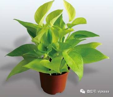 绿萝叶子黄了什么原因造成的,绿萝的叶子会变黄的原因