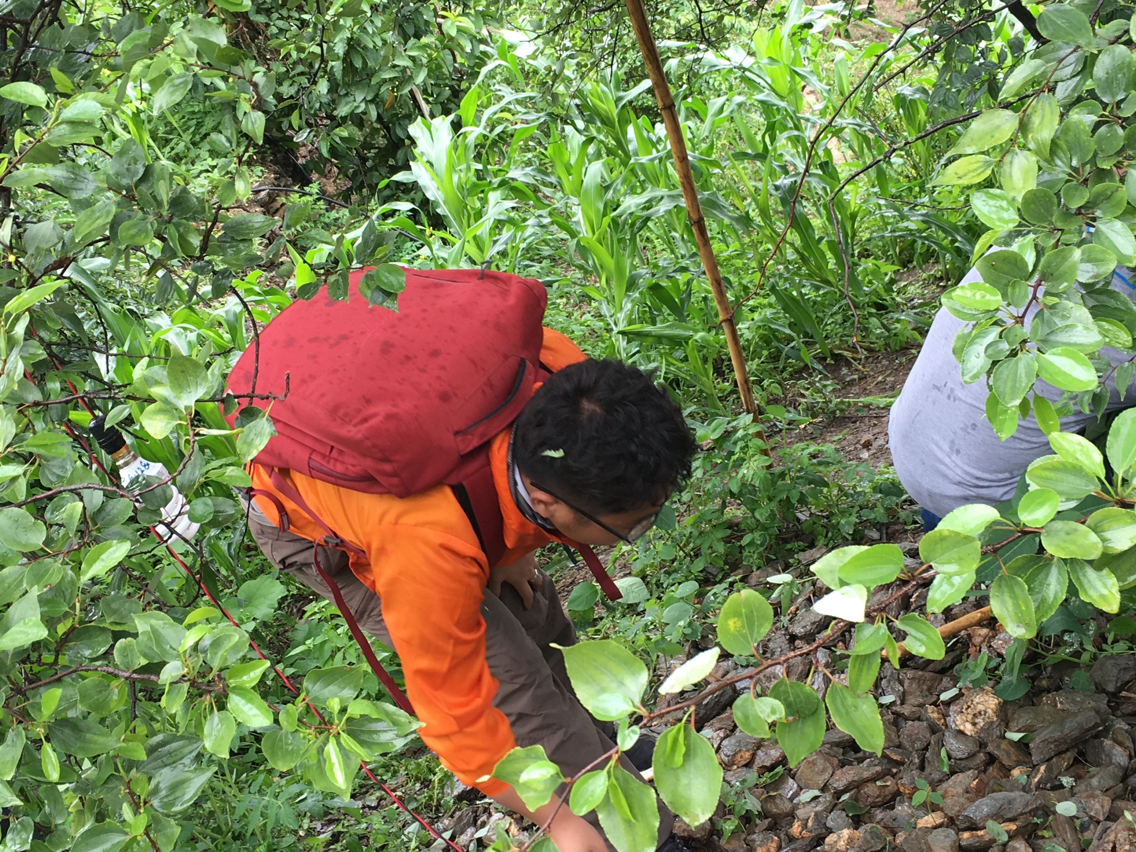尼泊尔凤眼菩提手串入门级,尼泊尔藏式凤眼菩提怎么玩