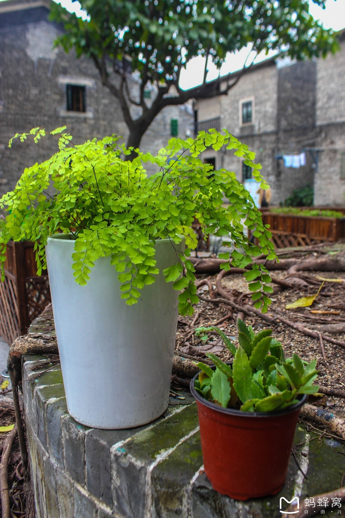 广州聚龙古村旅游攻略,广州西关古村