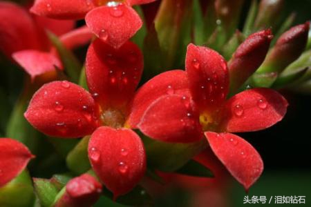 被德国称为“钥匙花”的是迎春花，也是名贵的花卉之一