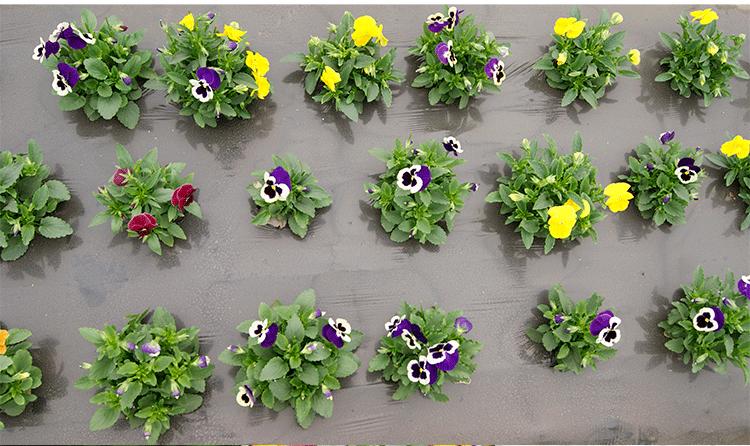 三色堇庭院图片,三色堇可食用盆栽