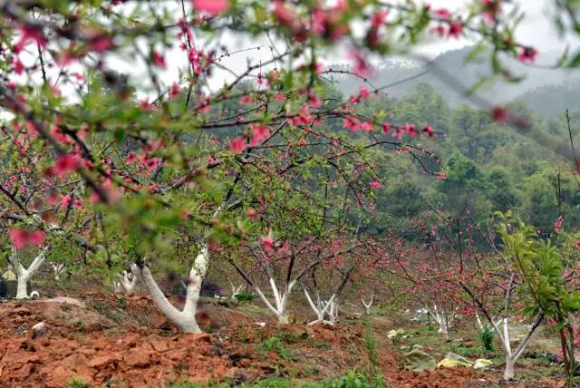说走就走的踏青,说走就走的看花之旅