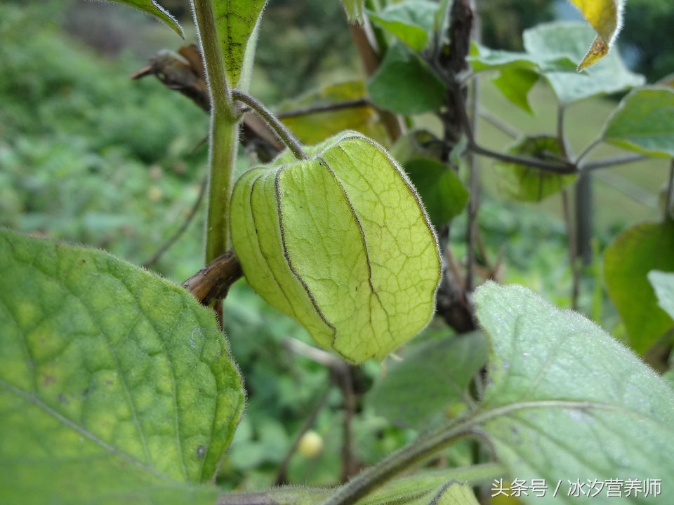 好吃又营养的果子，可清热，可消肿，不是人人都适合吃！