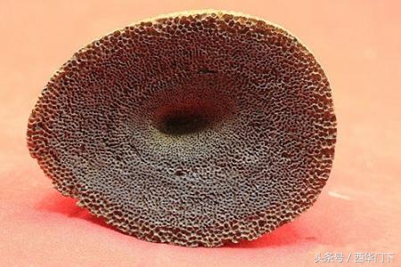 犀角雕怎么辨别真假,真假犀角的比重