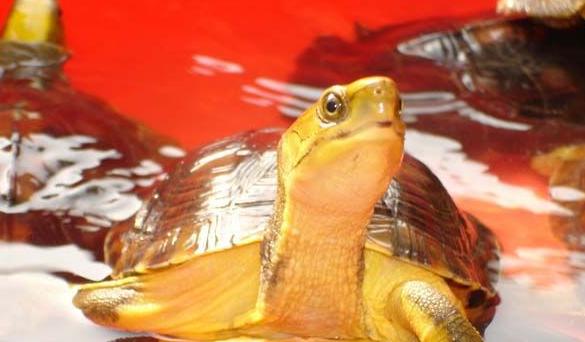 世界已经灭绝的十大名龟视频,中国十大灭绝乌龟排名