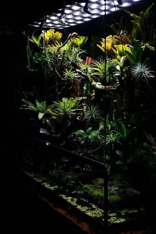 水族箱草缸开缸教程新手入门,雨林缸开缸多久植物才会稳定