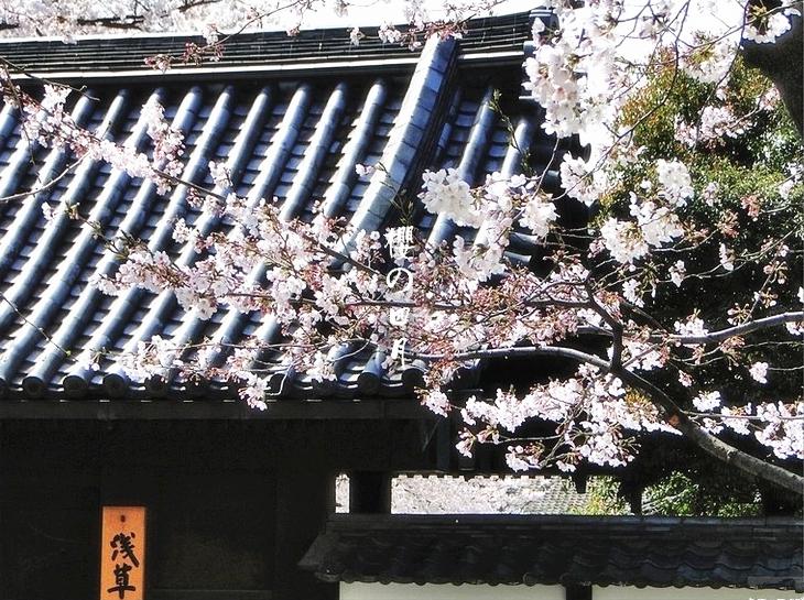 富士芝樱祭自由行热门攻略,富士山浅间神社三日游