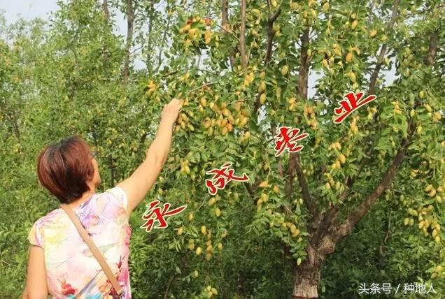 最甜枣树品种子弹头枣,什么枣树品种好吃又甜又大