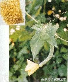 袖珍中草药彩色图谱,茎块中草药图谱大全