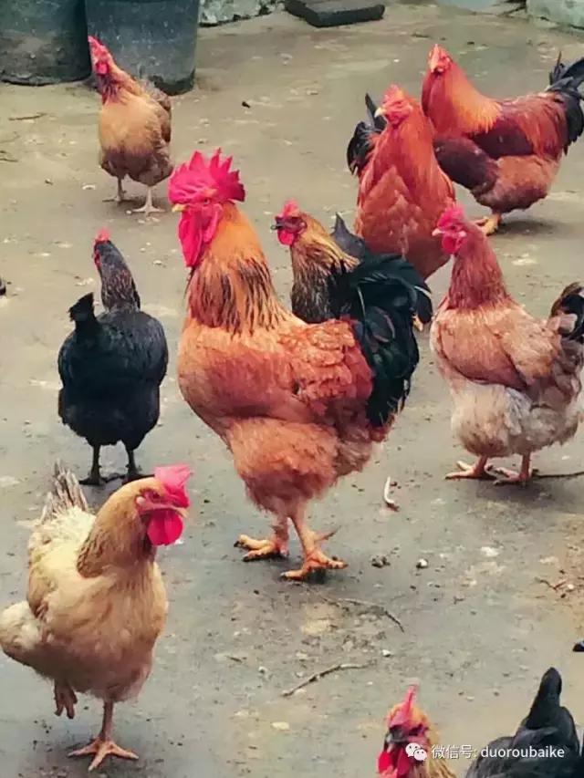 小心！这些坏蛋会吃多肉哦！