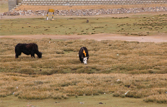 拼车玩川藏线怎么玩最划算,川藏线拼车游总共费用多少钱