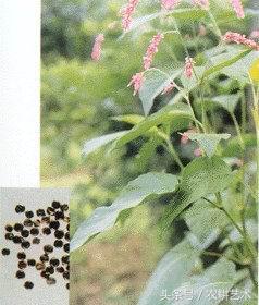 袖珍中草药彩色图谱,茎块中草药图谱大全