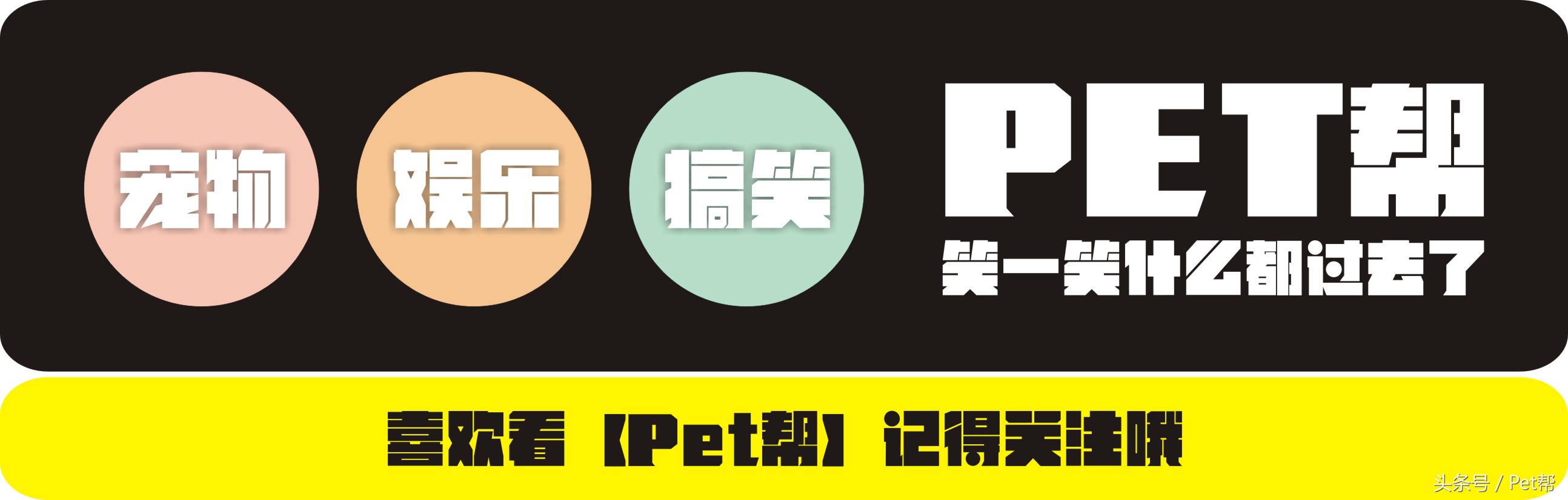 世界名猫品种照片,世界名猫品种价格