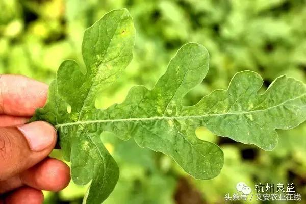 西瓜六必治瓜类六大病害一招搞定,西瓜病害六必治