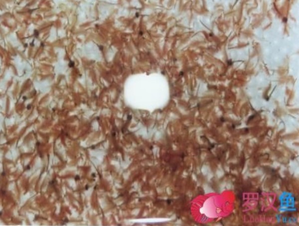 罗汉和地图混养条件,几种罗汉饲料混合喂