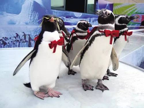 杭州极地海洋游玩图,杭州极地海洋世界旅游攻略