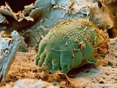 狗狗耳朵上有螨虫图,狗狗螨虫去除全过程