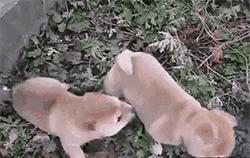 女朋友爱唠叨如何调整心态,有一个爱叨叨的老婆子怎么办