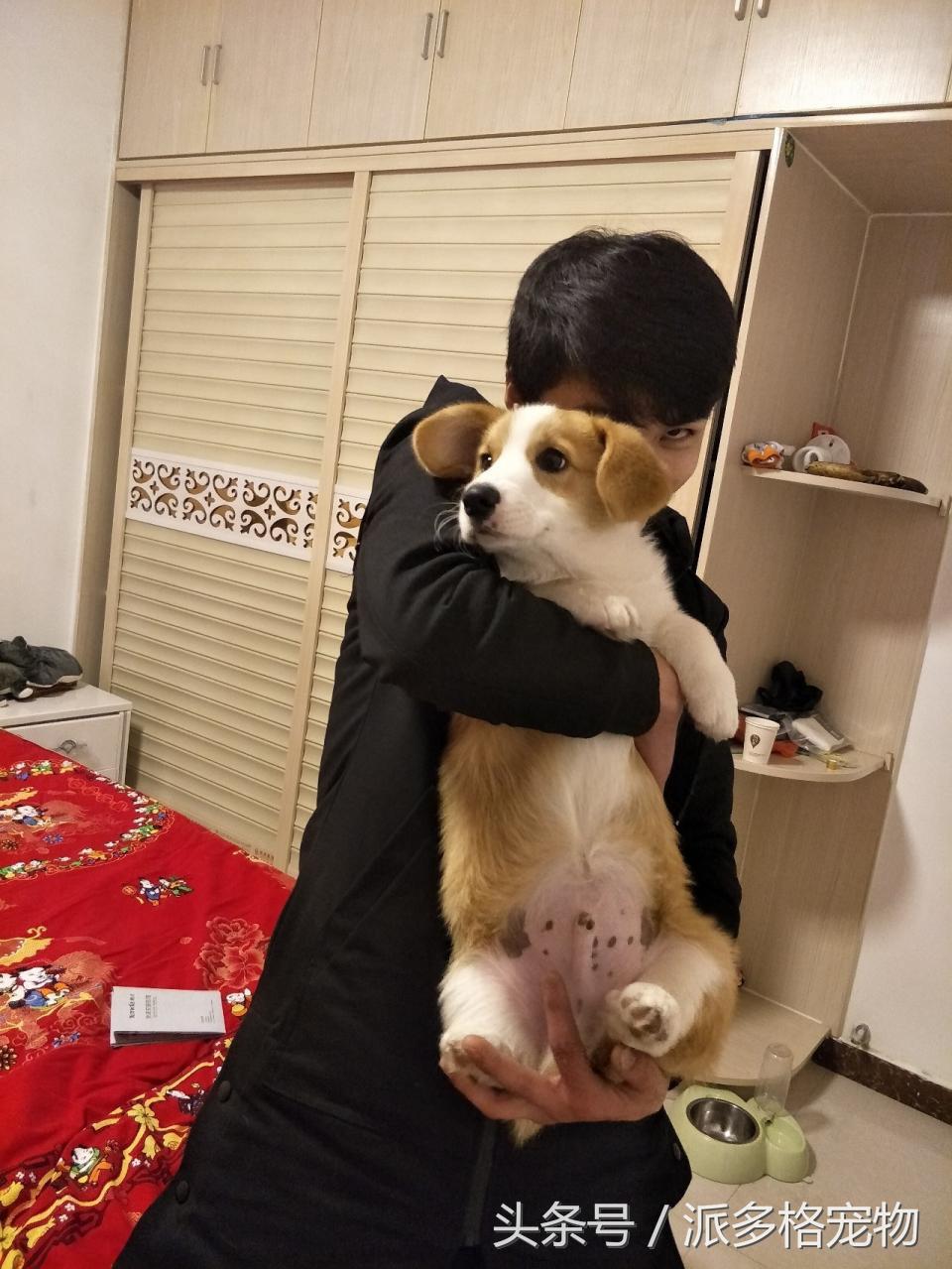 宠物肚皮上小秘密还挺多，当然手感也是一级棒！