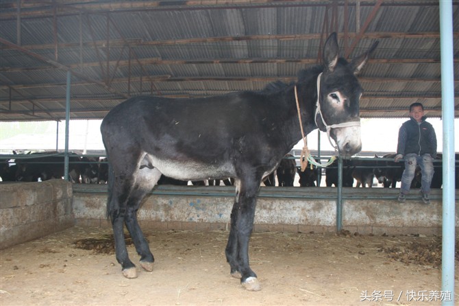 养驴一头驴能挣多少钱,养驴一只能赚多少钱