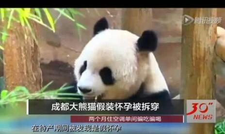 了解熊猫之前觉得它们很可爱,熊猫头被认为粗鲁