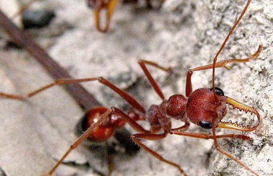 全异巨首蚁各种种类蚂蚁体型,世界上最可怕的昆虫子弹蚁