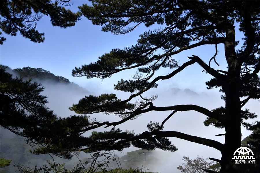 迎客松十大名树,迎客松第一名