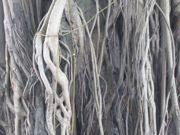 斯里兰卡旅游攻略是什么,斯里兰卡旅游攻略推荐亲子