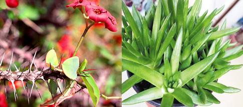 进口块根多肉植物,进口多肉植物哪里进货