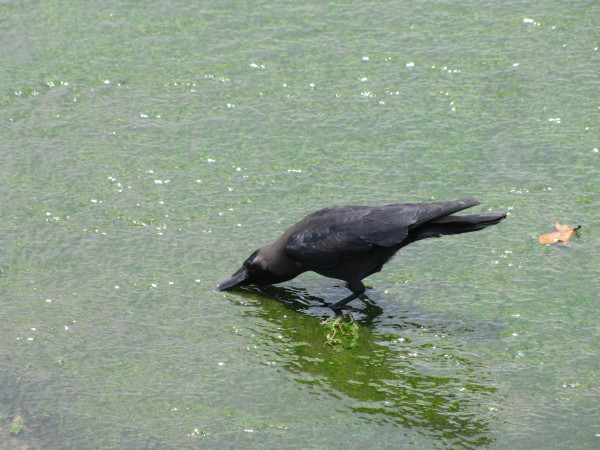 斯里兰卡旅游攻略是什么,斯里兰卡旅游攻略推荐亲子