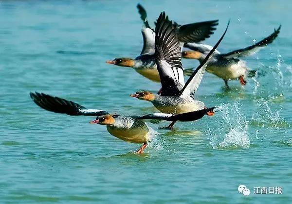 身边的朗读者!江西87岁老人如何与书擦出23次火花……